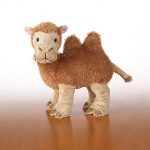 camel